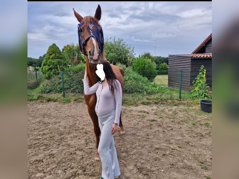 Niemiecki koń wierzchowy Wałach 17 lat 172 cm Kasztanowata in Viersen