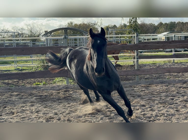 Niemiecki koń wierzchowy Wałach 2 lat 155 cm Kara in Oeversee