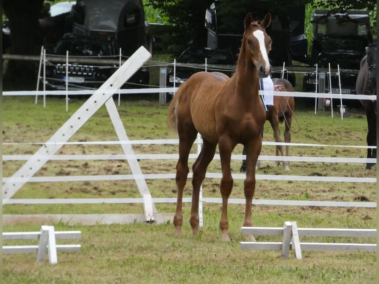 Niemiecki koń wierzchowy Wałach 2 lat 165 cm Kasztanowata in Wenden