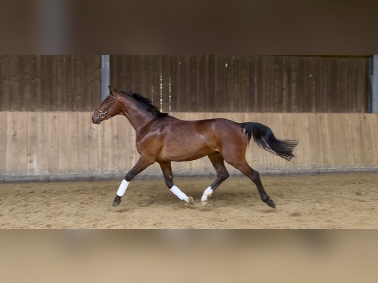 Niemiecki koń wierzchowy Wałach 3 lat 162 cm Gniada in Erndtebrück