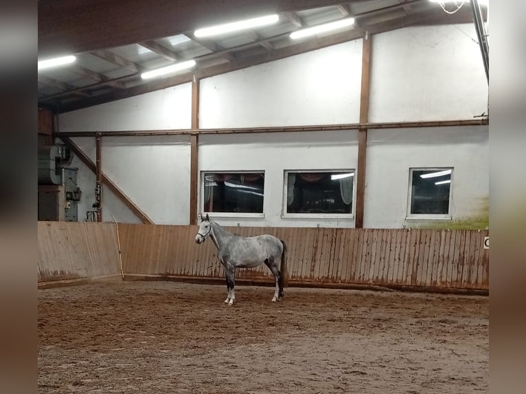 Niemiecki koń wierzchowy Wałach 3 lat 162 cm Siwa in Leipzig Niemiecki koń wierzchowy Wałach 3 lat 162 cm Siwa in Leipzig