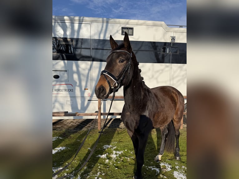 Niemiecki koń wierzchowy Wałach 3 lat 165 cm  in Bremen