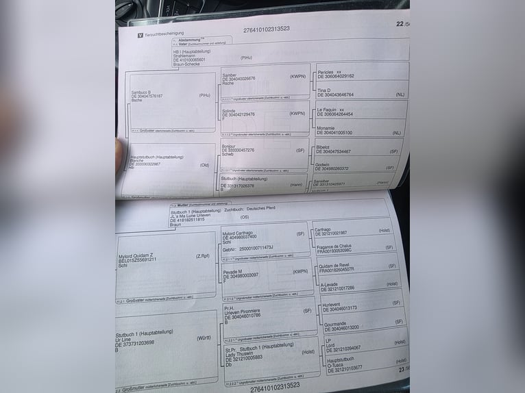 Niemiecki koń wierzchowy Wałach 3 lat 170 cm Kasztanowata in Wenden