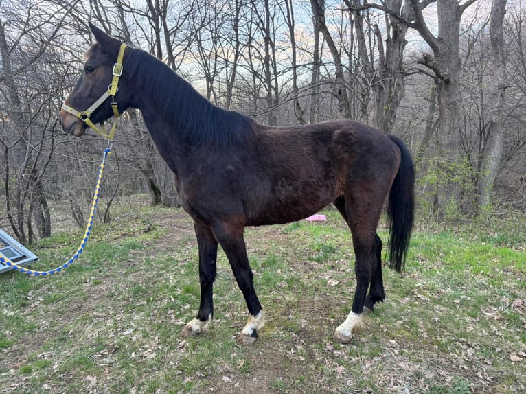 Niemiecki koń wierzchowy Mix Wałach 4 lat 146 cm Ciemnogniada in Mohu, Sibiu