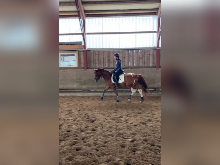 Niemiecki koń wierzchowy Mix Wałach 4 lat 151 cm Tobiano wszelkich maści in Kerpen