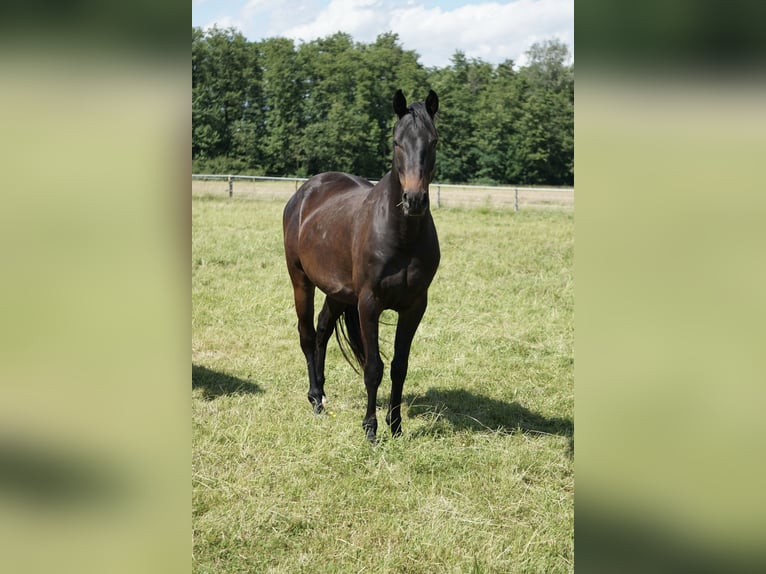 Niemiecki koń wierzchowy Wałach 4 lat 158 cm Skarogniada in Neudrossenfeld