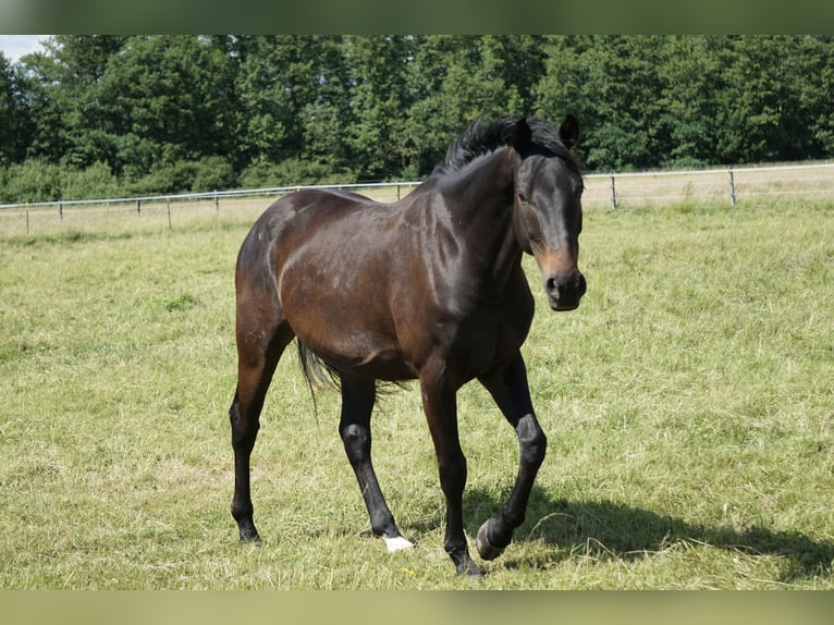 Niemiecki koń wierzchowy Wałach 4 lat 158 cm Skarogniada in Neudrossenfeld