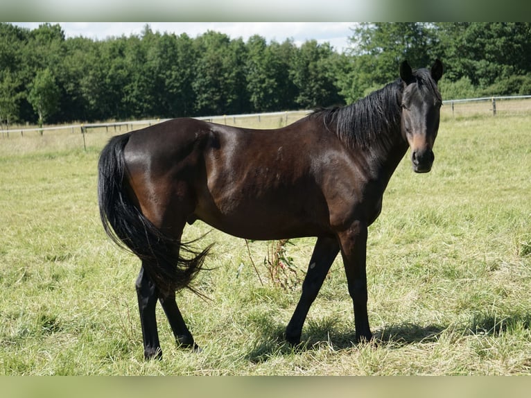 Niemiecki koń wierzchowy Wałach 4 lat 158 cm Skarogniada in Neudrossenfeld