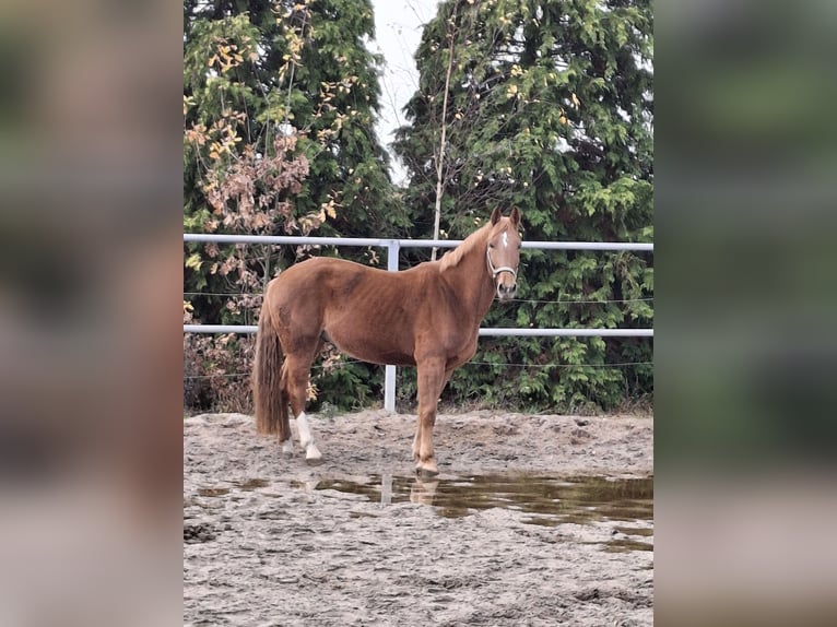 Niemiecki koń wierzchowy Wałach 4 lat 165 cm Ciemnokasztanowata in Kamenz