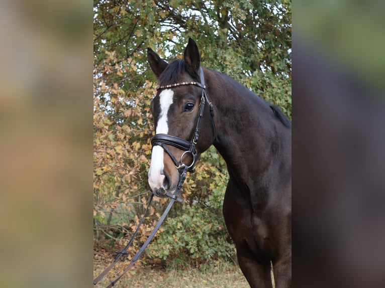 Niemiecki koń wierzchowy Wałach 4 lat 165 cm Gniada in Isterberg