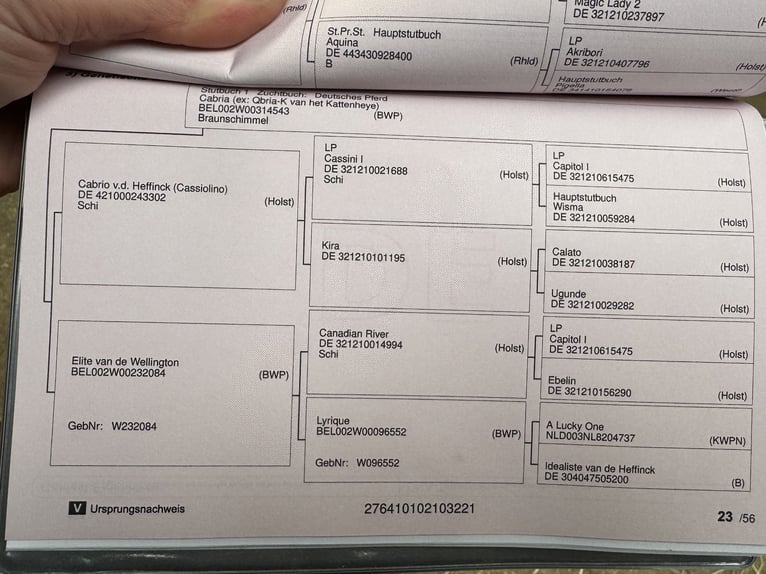 Niemiecki koń wierzchowy Wałach 4 lat 167 cm Siwa in Grevenbroich