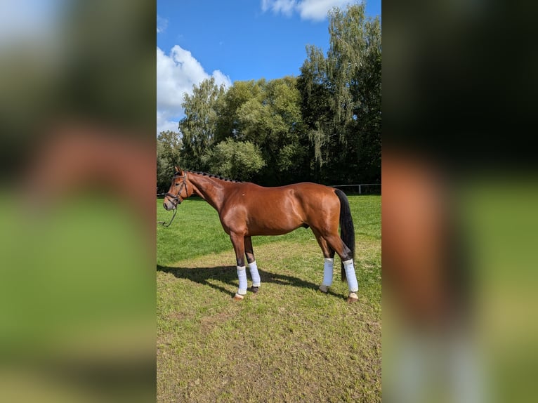 Niemiecki koń wierzchowy Wałach 4 lat 168 cm Gniada in Steinheim