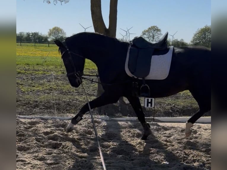 Niemiecki koń wierzchowy Wałach 4 lat 169 cm Kara in Rosendahl