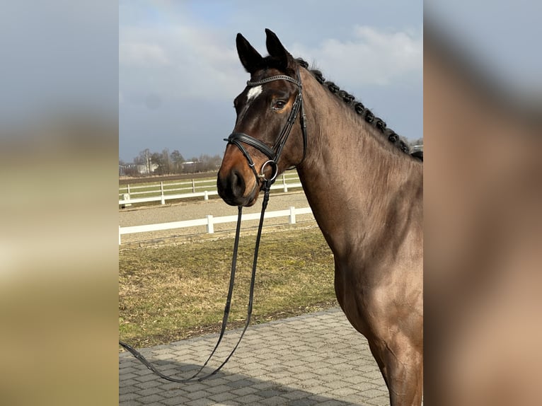 Niemiecki koń wierzchowy Wałach 4 lat 174 cm Gniada in Leipheim