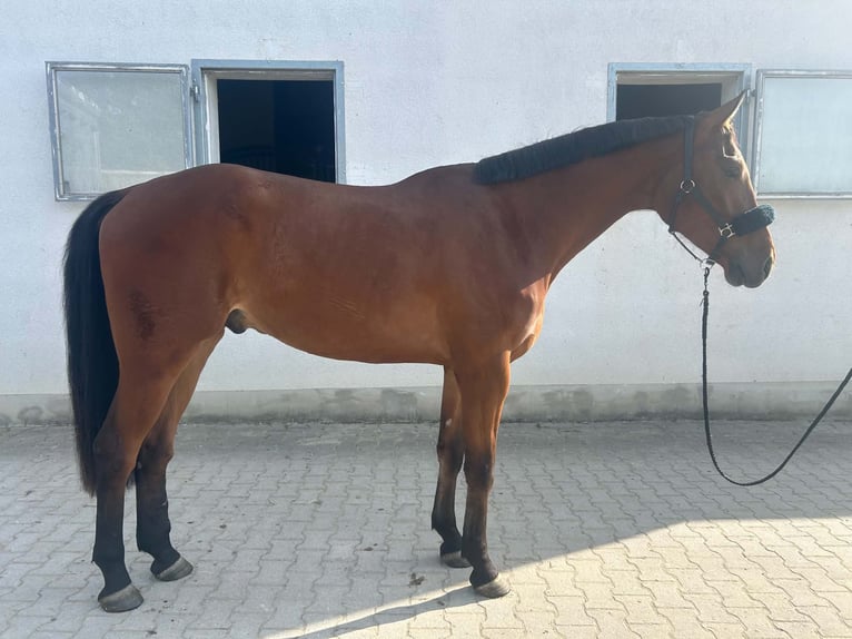 Niemiecki koń wierzchowy Wałach 4 lat 180 cm Gniada in Fruhstorf