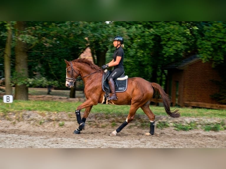 Niemiecki koń wierzchowy Wałach 5 lat 157 cm Kasztanowata in Wesel