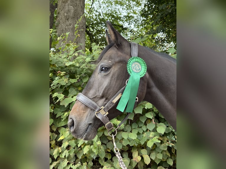 Niemiecki koń wierzchowy Wałach 5 lat 160 cm Ciemnogniada in Bissendorf