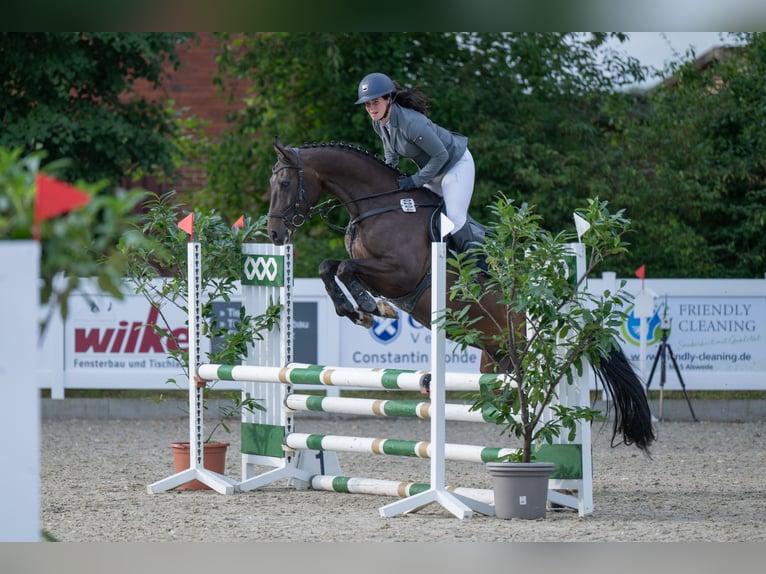 Niemiecki koń wierzchowy Wałach 5 lat 160 cm Ciemnogniada in Bissendorf