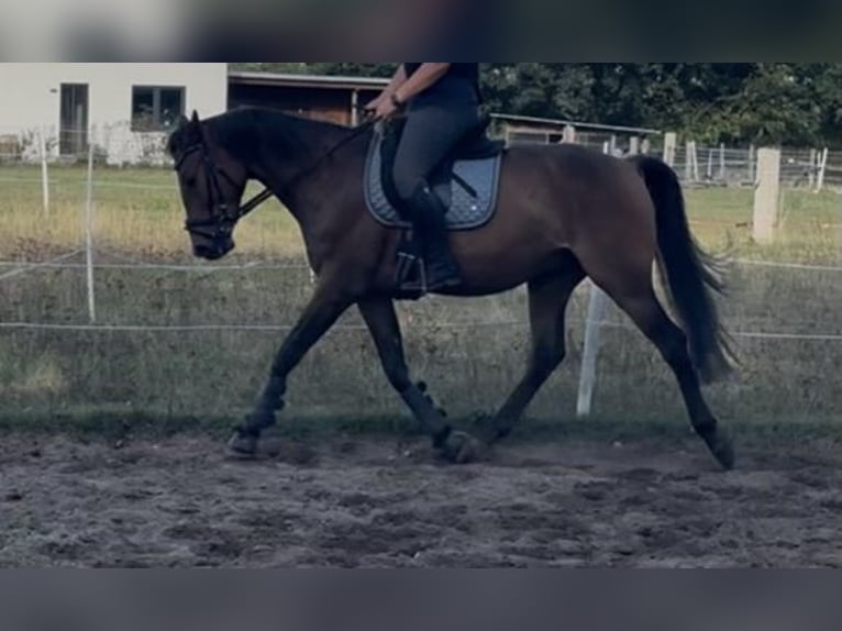 Niemiecki koń wierzchowy Wałach 5 lat 163 cm Gniada in Sprakensehl