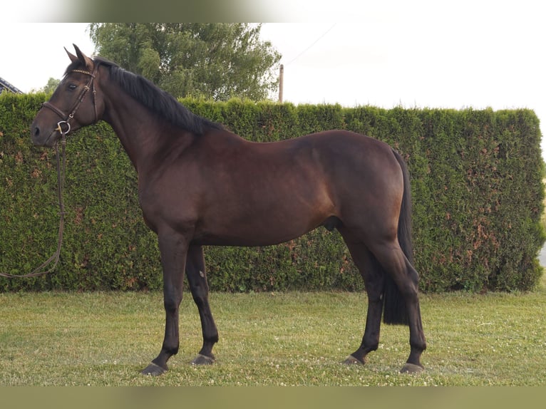 Niemiecki koń wierzchowy Wałach 5 lat 164 cm Skarogniada in Neudrossenfeld