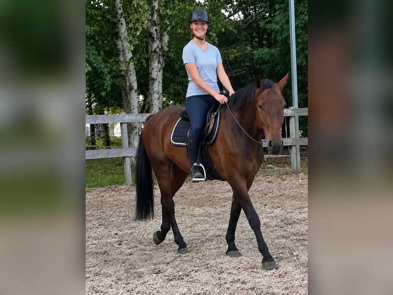 Niemiecki koń wierzchowy Wałach 5 lat 165 cm Gniada in Woldert