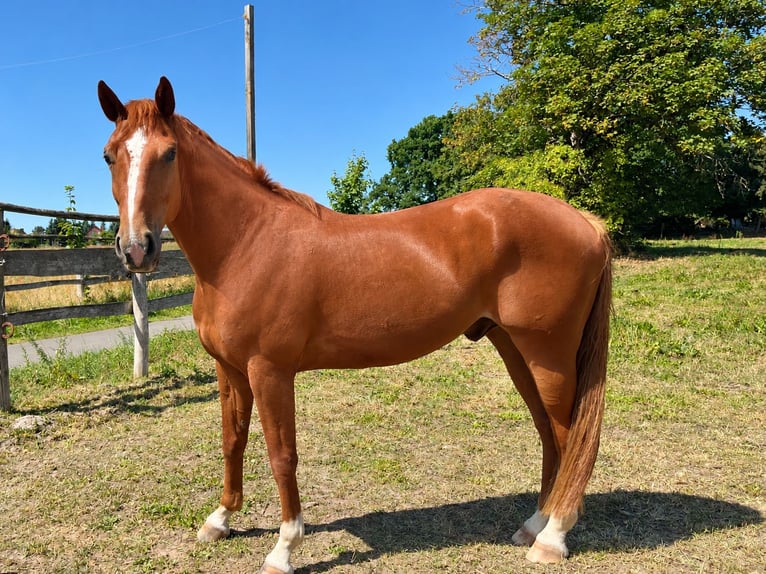 Niemiecki koń wierzchowy Wałach 5 lat 165 cm Kasztanowata in Dahme/Mark