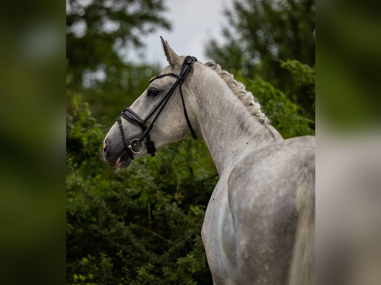 Niemiecki koń wierzchowy Wałach 5 lat 166 cm Siwa in Rosenheim