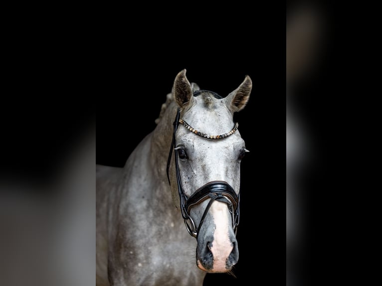 Niemiecki koń wierzchowy Wałach 5 lat 166 cm Siwa in Rosenheim