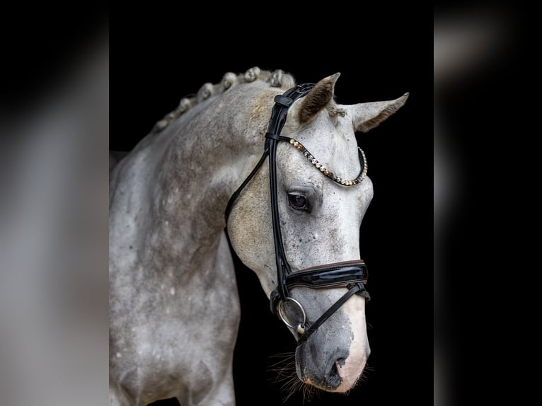 Niemiecki koń wierzchowy Wałach 5 lat 166 cm Siwa in Rosenheim