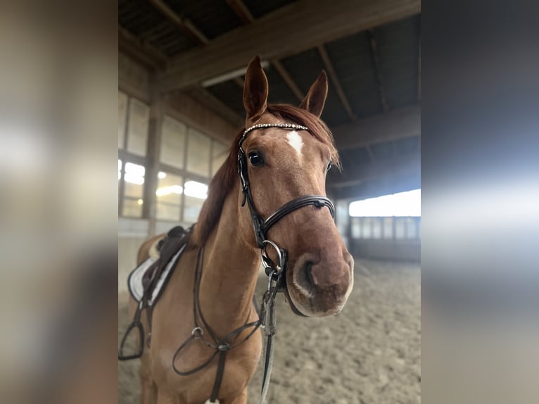 Niemiecki koń wierzchowy Wałach 5 lat 168 cm Kasztanowata in Neuried