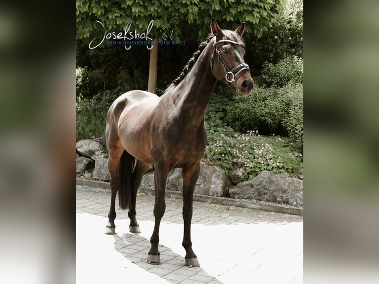 Niemiecki koń wierzchowy Wałach 5 lat 168 cm Skarogniada in Oberstadion