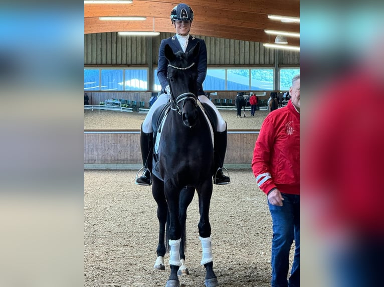 Niemiecki koń wierzchowy Wałach 5 lat 170 cm Skarogniada in Havixbeck
