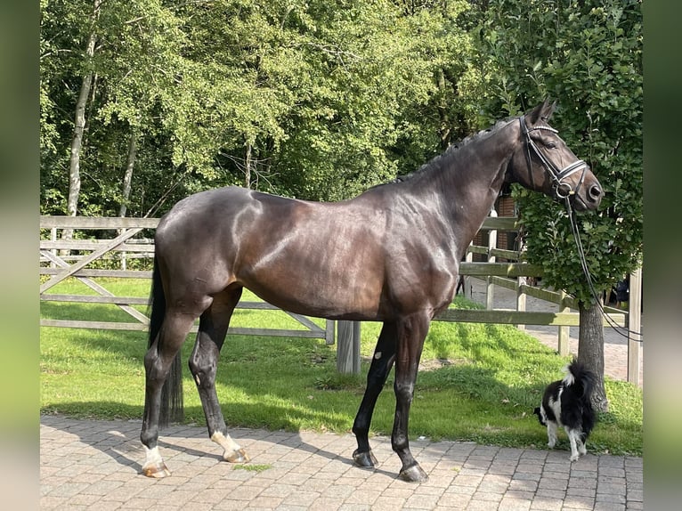 Niemiecki koń wierzchowy Wałach 5 lat 170 cm Skarogniada in Havixbeck