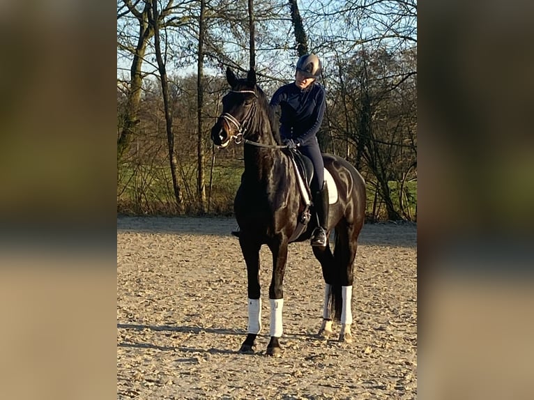 Niemiecki koń wierzchowy Wałach 5 lat 170 cm Skarogniada in Havixbeck