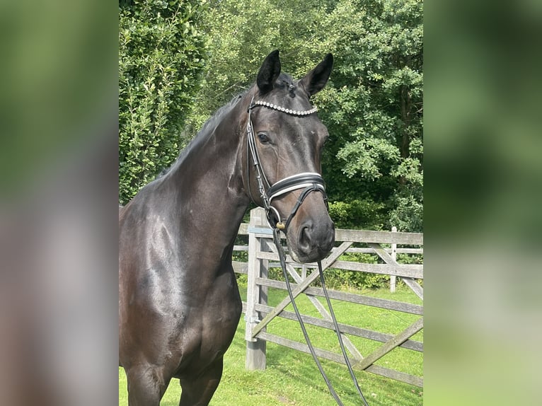 Niemiecki koń wierzchowy Wałach 5 lat 170 cm Skarogniada in Havixbeck