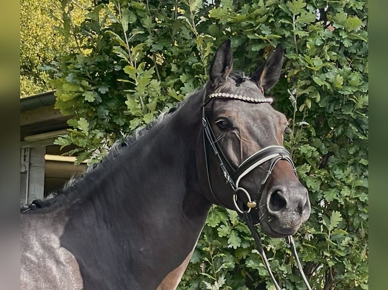 Niemiecki koń wierzchowy Wałach 5 lat 170 cm Skarogniada in Havixbeck