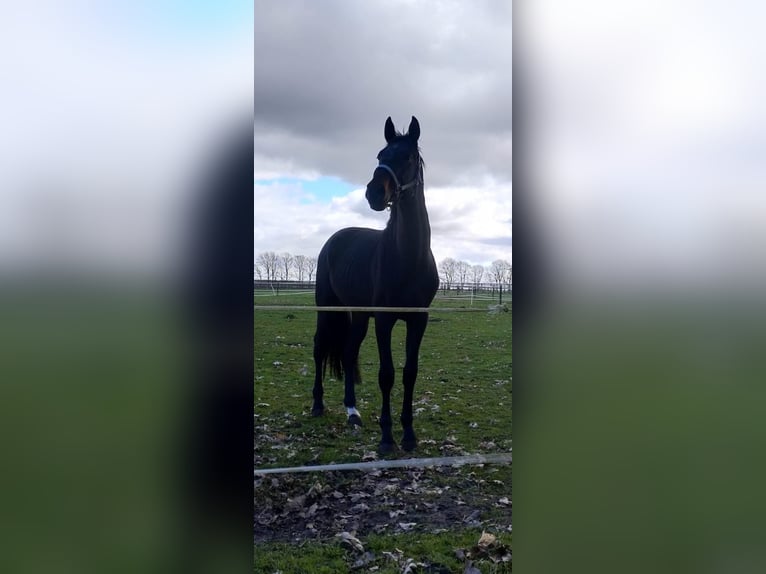 Niemiecki koń wierzchowy Wałach 5 lat 178 cm Skarogniada in Molbergen