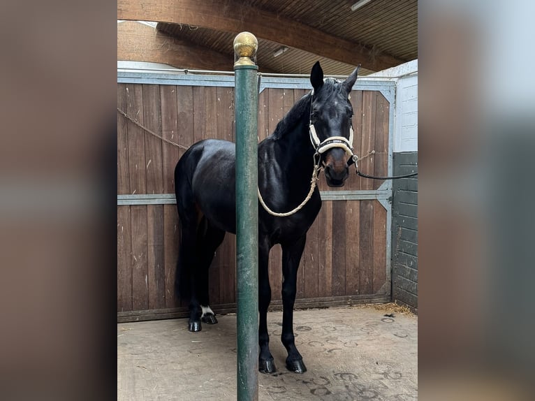 Niemiecki koń wierzchowy Wałach 5 lat 178 cm Skarogniada in Molbergen