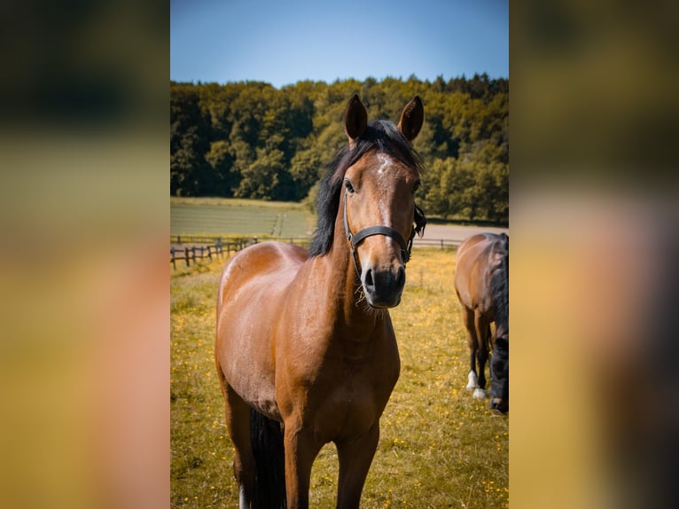 Niemiecki koń wierzchowy Wałach 6 lat 156 cm Gniada in Bad Essen