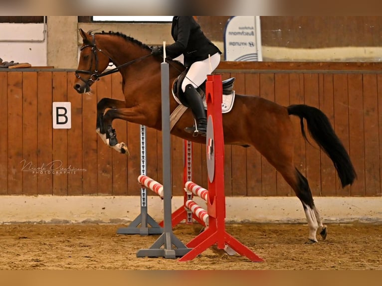 Niemiecki koń wierzchowy Wałach 6 lat 156 cm Gniada in Bad Essen