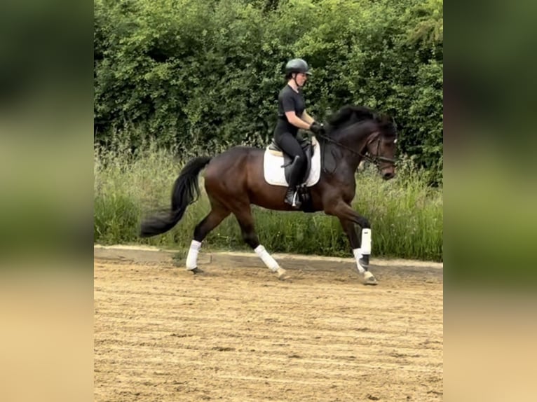 Niemiecki koń wierzchowy Wałach 6 lat 156 cm Gniada in &#xDC;bach-Palenberg