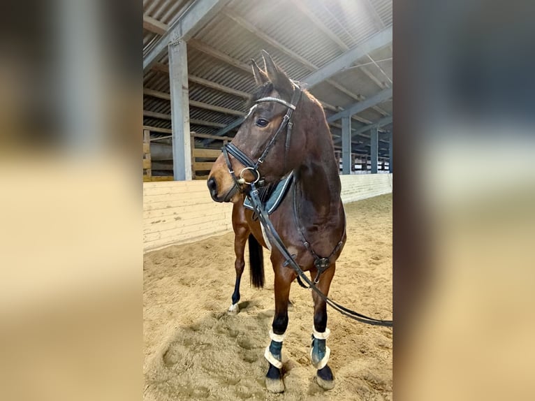Niemiecki koń wierzchowy Wałach 6 lat 160 cm Gniada in Pelmberg