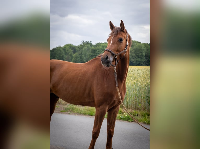 Niemiecki koń wierzchowy Wałach 6 lat 162 cm Kasztanowata in Olfen