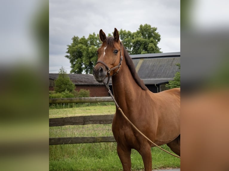 Niemiecki koń wierzchowy Wałach 6 lat 162 cm Kasztanowata in Olfen