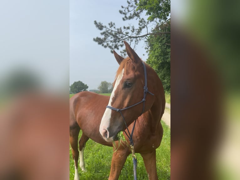 Niemiecki koń wierzchowy Wałach 6 lat 165 cm Kasztanowata in Holzheim