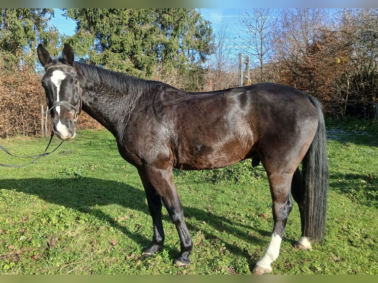 Niemiecki koń wierzchowy Wałach 6 lat 168 cm Ciemnogniada in Kirchzarten