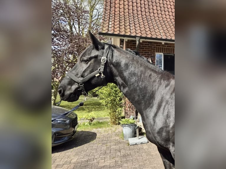 Niemiecki koń wierzchowy Wałach 6 lat 168 cm Skarogniada in Gnarrenburg