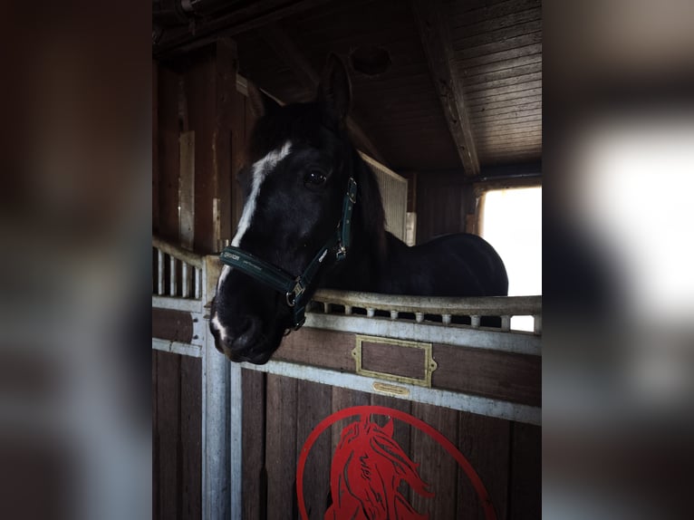Niemiecki koń wierzchowy Wałach 7 lat 152 cm Kara in Limbach oberfrohna