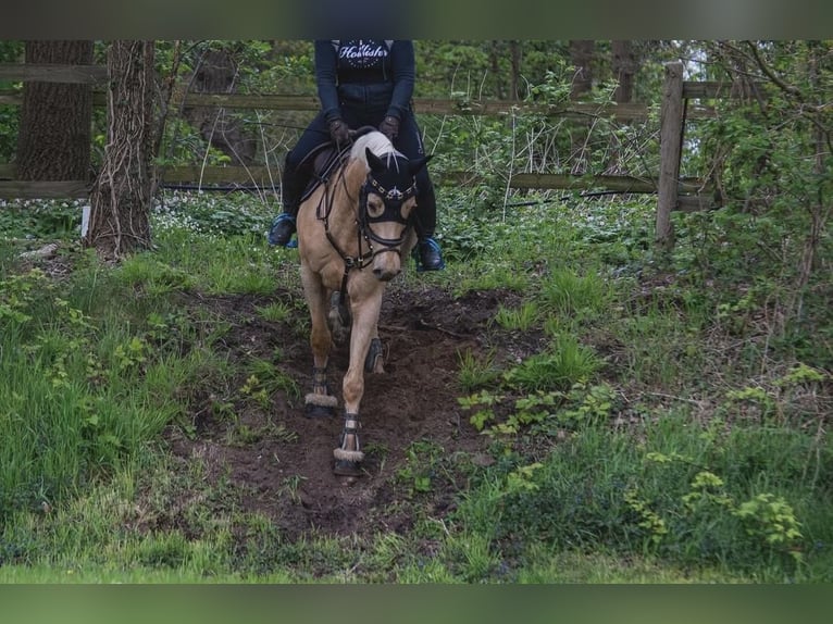 Niemiecki koń wierzchowy Wałach 7 lat 157 cm Izabelowata in Hannover