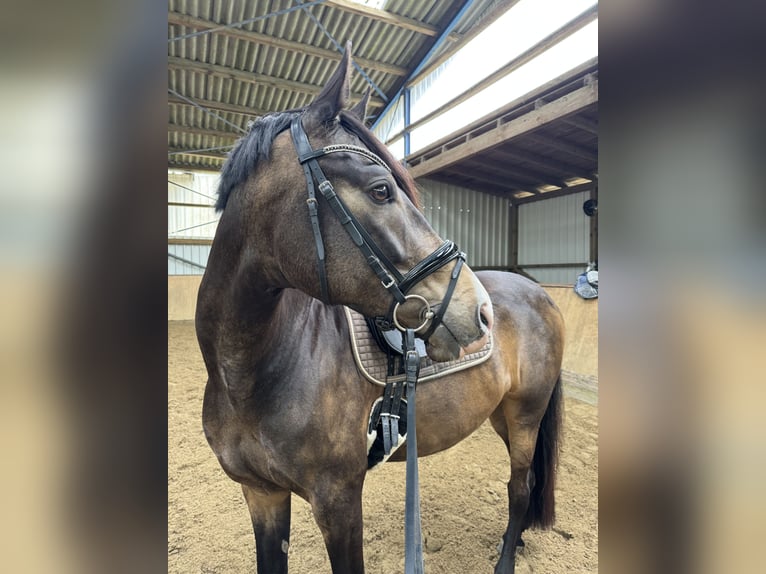 Niemiecki koń wierzchowy Wałach 7 lat 165 cm Jelenia in Dortmund